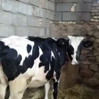 گوساله آبستن