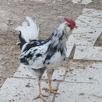 خروس گلین