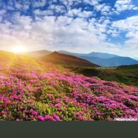 کاردر منزل آنلاین با گوشی برای بانوان