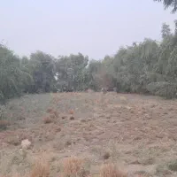 زمین باغی زراعی