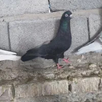 قناری و زاغ