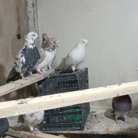 حدود 20عدد کبوتر  پرشی|پرنده|مهاجران, |دیوار