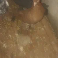 کبوتر|پرنده|تبریز, |دیوار