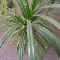 گل پاندانوس