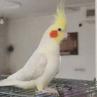 عروس هلندی لوتینو سخنگو رام ودستی