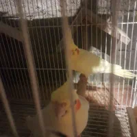 دجفت طوطی عروس لوتینو با جوجه ابلاغ.