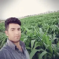 فروش یا اجاره جهت ساخت ویلا یا گلخانه یا کشت صیفی|فروش دفتر صنعتی، کشاورزی، تجاری|لنجان, |دیوار