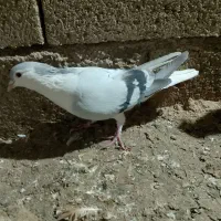 کبوتر رنگی|پرنده|شوشتر, |دیوار