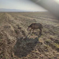 قوچ وبره قوچ پلنگی|حیوانات مزرعه|باغ حلی, |دیوار