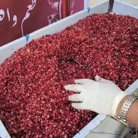 آب انار تازه از باغ . طبیعی  فقط لیتری ۱۰۰هزار|خوردنی و آشامیدنی|گرگان, |دیوار