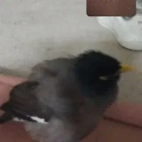 مینا گمشده انجیراب