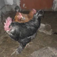 مرغ و خروس محلی