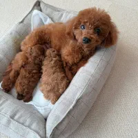 تاینی پودل توی پودل اصیل شجره دار|سگ|پاکدشت, پاکدشت (مامازند)|دیوار