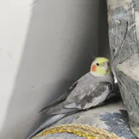 عروس هلندی گم شده|حیوانات|زاهدان, |دیوار