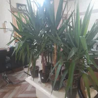 گل طبیعی یوکا|گل و گیاه طبیعی|قم, امامزاده ابراهیم|دیوار