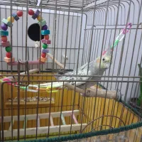 عروس هلندی نر معاوضه با ماده