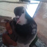 نر دمگیر خرقه|پرنده|شاهینشهر, گزبرخوار|دیوار