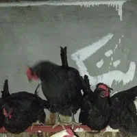 مرغ تخم گذار رسمی جوان