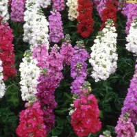 بذر گل شب بو و بذر گل خورشیدی