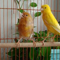 قناری ماده آماده