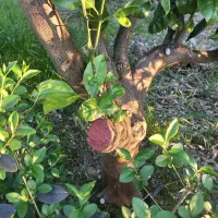 سمپاشی، هرس، تغذیه و نگهداری تخصصی باغ و باغچه