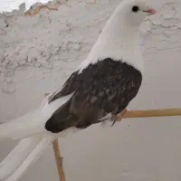 ماده پشتدار