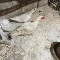 مرغ و اردک و نیمچه جوجه