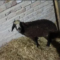 بره نر تازه گیج شده مناسب قربانی