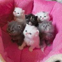 گربه پرشین اصیل عروسکی|گربه|اصفهان, ملکشهر|دیوار