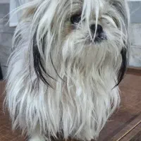 شیتزو اورجینال سوپر فلت|سگ|اردبیل, |دیوار