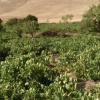 باغ-انگور-دارایه-استخر-در-هیدج