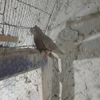 عروسگ|پرنده|قم, چهار مردان|دیوار