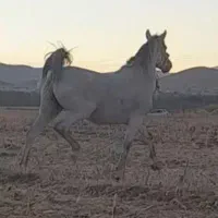 فروش مادیون ترکی درجه یک
