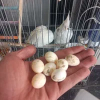 پرنده عروس هلندی|پرنده|الوند, |دیوار