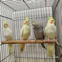 عروس هلندی جوان