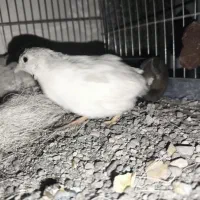 بلدرچین مینیاتوری