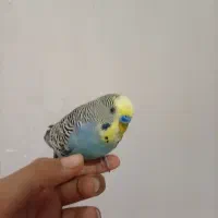 مرغ عشق دستی چلوندنی