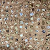 تخم نطفه دار بلدرچین با ضمانت هچ بالا|حیوانات مزرعه|مشهد, جانباز|دیوار