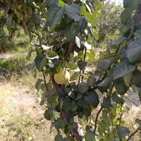 میوه به تازه باغی - بِه درجه ۱ - درجه ۲ - مخلوط|عمدهفروشی|مرودشت, تخت جمشید|دیوار