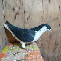 چادری|پرنده|تهران, بازار|دیوار