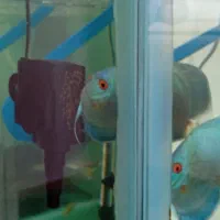 ماهی دیسکس|ماهی|کهریزک, |دیوار