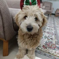 فروش فوری سگ پودل|سگ|اصفهان, خلجا|دیوار