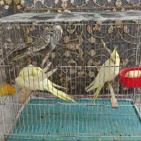 جوجه دانخور2ماهه عروس هلندی شاه تخم سالم و سرحال|پرنده|اسلامآباد غرب, |دیوار