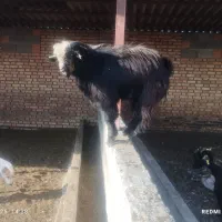 بز جوان نر مست مست|حیوانات مزرعه|سرخنکلاته, |دیوار