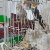 دو عروس هلندی نر و ماده همراه قفس