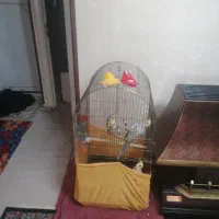 عروس هلندی|پرنده|صباشهر, |دیوار