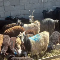 فروش بزیزغاله|حیوانات مزرعه|هشتگرد, تهران دشت|دیوار