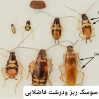 سمپاشی صدردصد‌تضمینی‌سم پاشی‌سوسک‌وساس و...|خدمات نظافت|تهران, آذری|دیوار