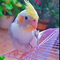 گمشده،عروس هلندی( مژدگانی میلیونی)