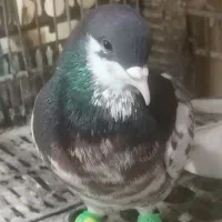 کبوتر رنگی ...یال گلدار